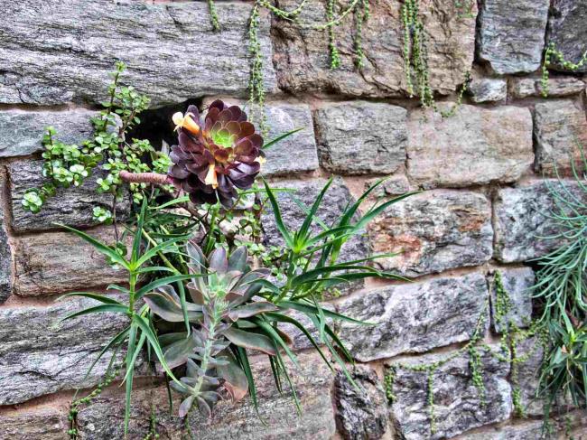 A rosette of aeo<em></em>nium growing out of a wall