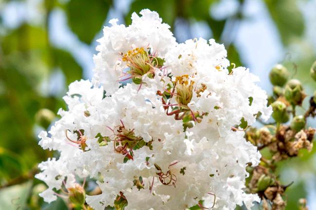 White fluffy blossoms clustered together with buds closeup