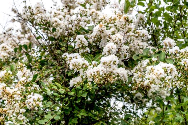 Acoma crepe myrtle tree with white bloom clusters on weeping branches