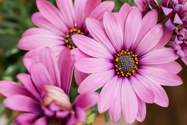 fuchsia African daisies