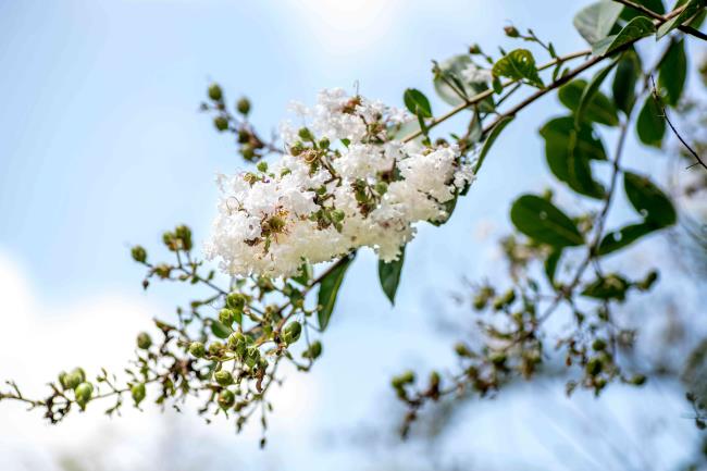 Acoma crape myrtle with white blossoms and buds on end of tree branch