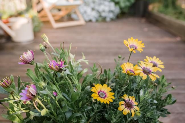 African daisies outdoors