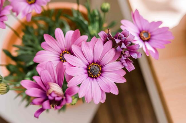 Passion Mix African daisies