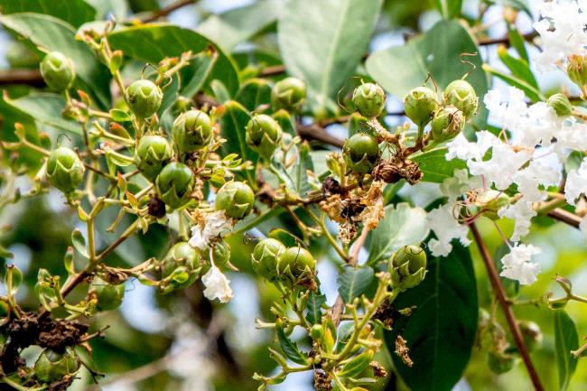 Acoma crape myrtle tree blossom buds closeup