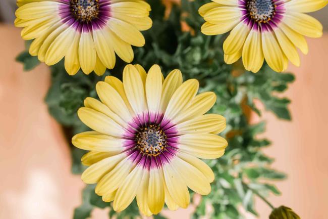 yellow African daisies