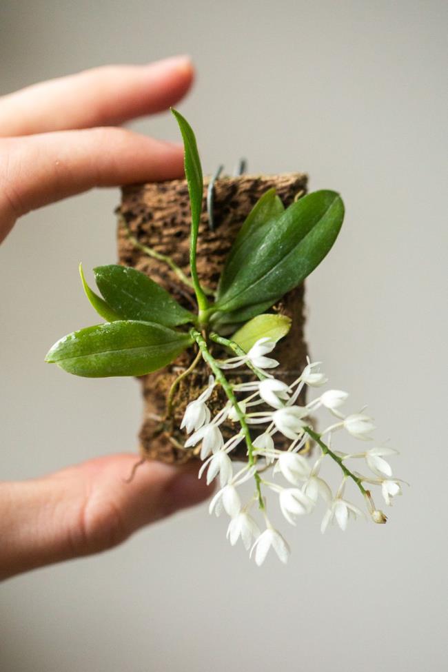 Hand holding aerangis orchid with wooden mount