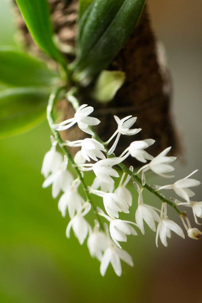 Aerangis orchid with white flowers closeup