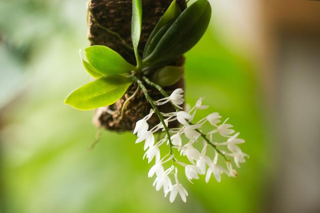 Aerangis orchid hanging from moss mount