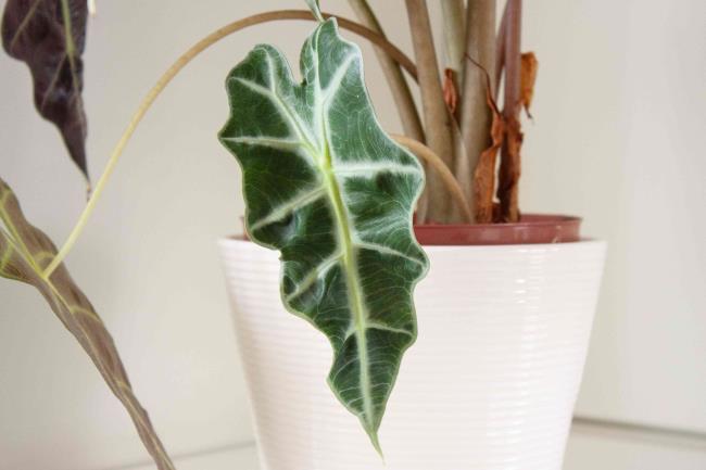 closeup of elephant ear leaves