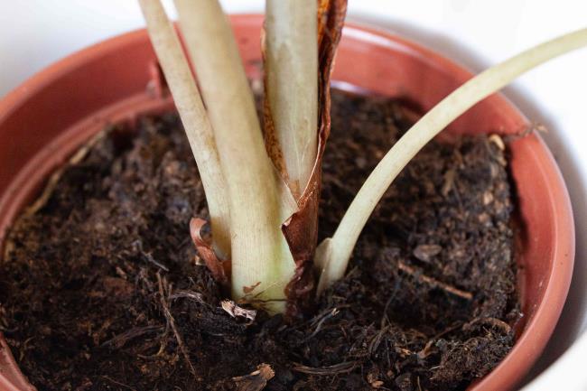 closeup of elephant ear plant stems