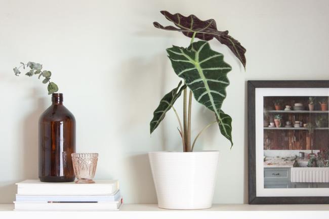 Amazon Elephant's Ear (African Mask) plant