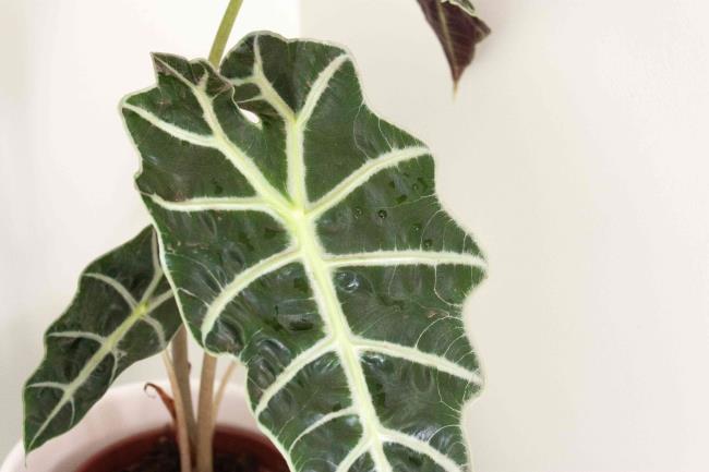 closeup of elephant ear leaf