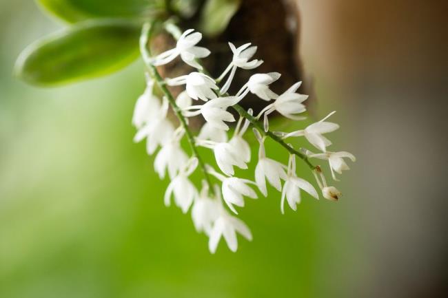 Aerangis orchids with white flowers