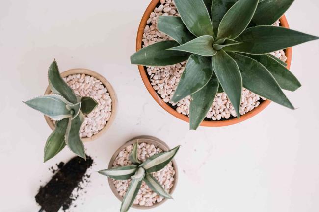 Agave plant containers