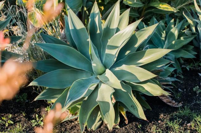 large agave plant