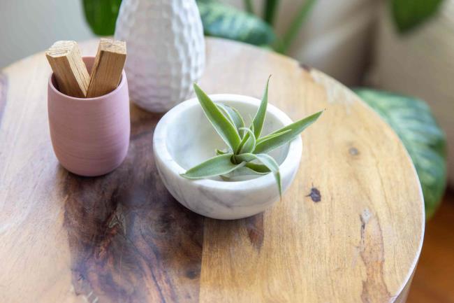 Tillandsia cacticola air plant in small white marble bowl on wooden table