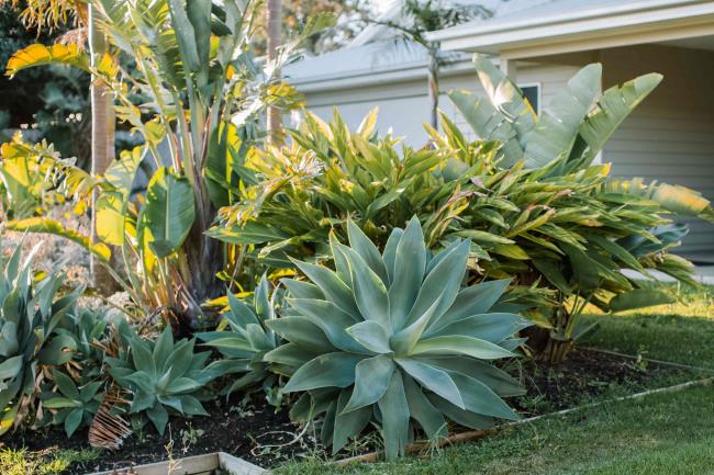 agave as the focal point in a garden