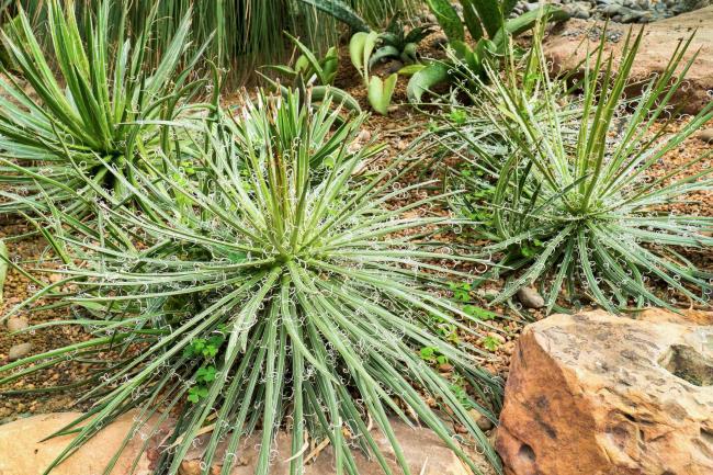 agave parviflora