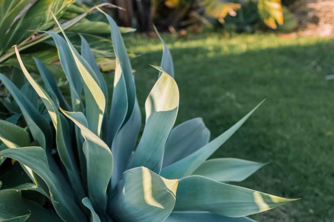 closeup of agave leaves