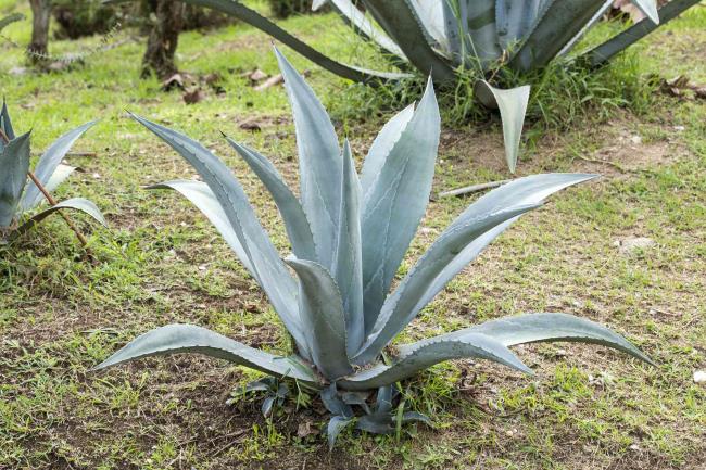 Agave tequilana