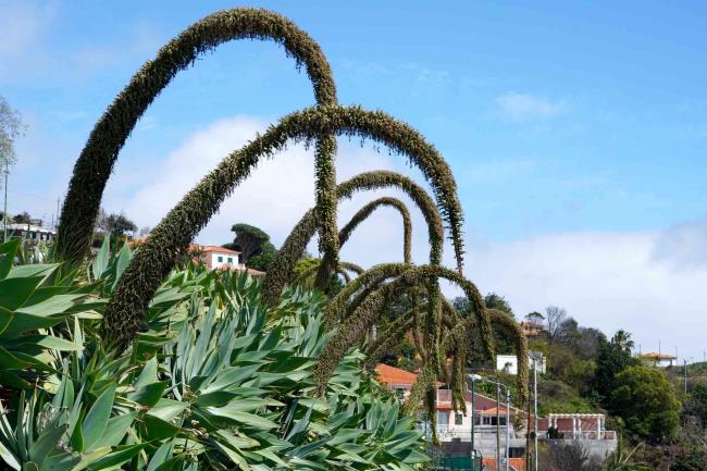 agave attenuata