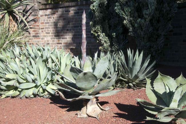 flower stalk emerging from an agave plant