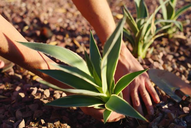 Close-up of a person's hand planting agave plant