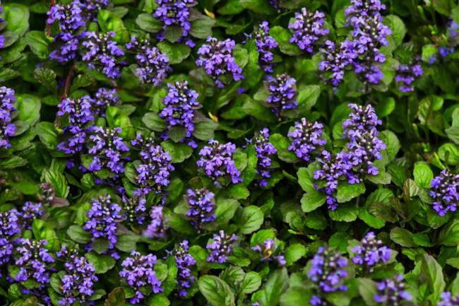 bugleweed as a ground cover