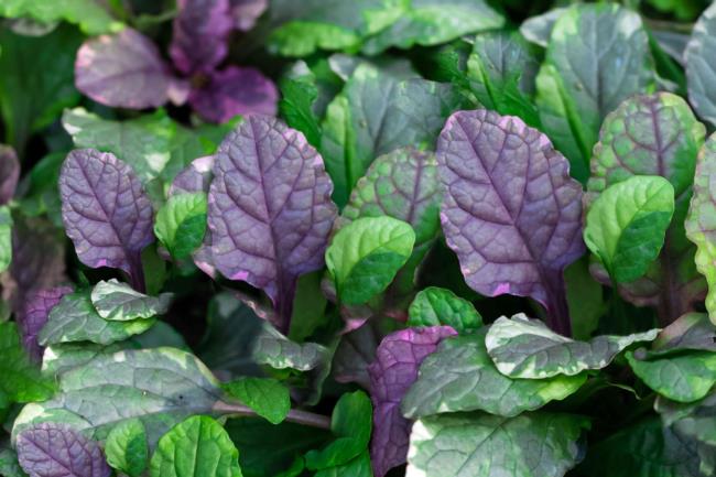 bugleweed leaves