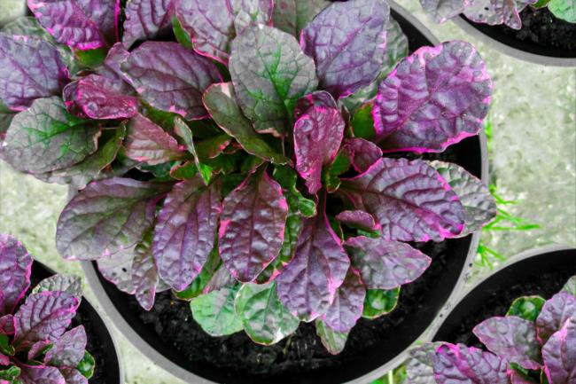 bugleweed growing in containers