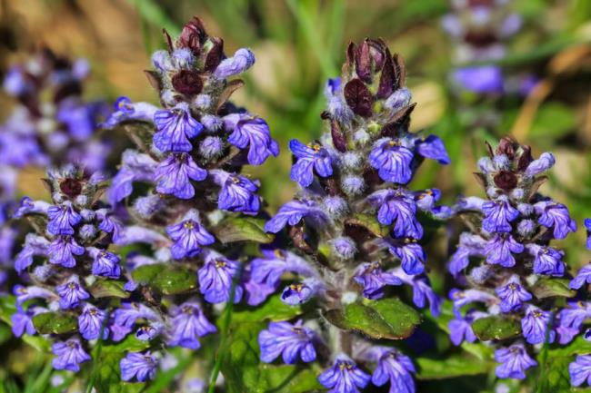 bugleweed plant