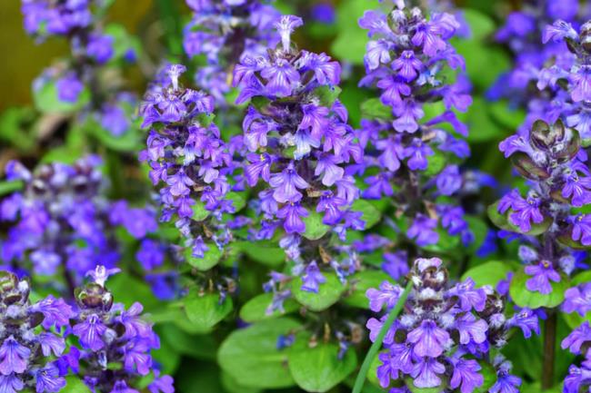 bugleweed