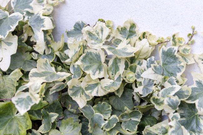 Algerian ivy plant with variegated cream and pale green leaves clustered together