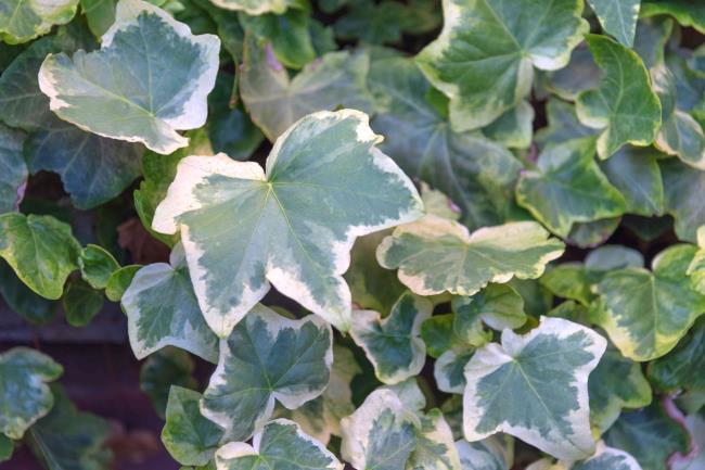 Algerian ivy plant with cream-colored and pale green leaves closeup