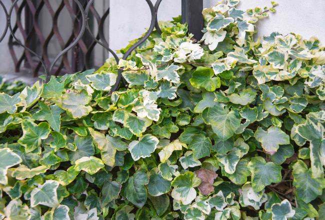 Algerian ivy with cream, pale green and dark green leaves stacked on side of me<em></em>tal fence