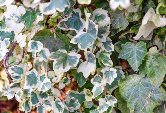 Algerian ivy plant with cream and pale green leaves clustered as ground cover