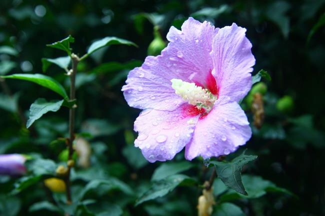 rose of sharon plant close up