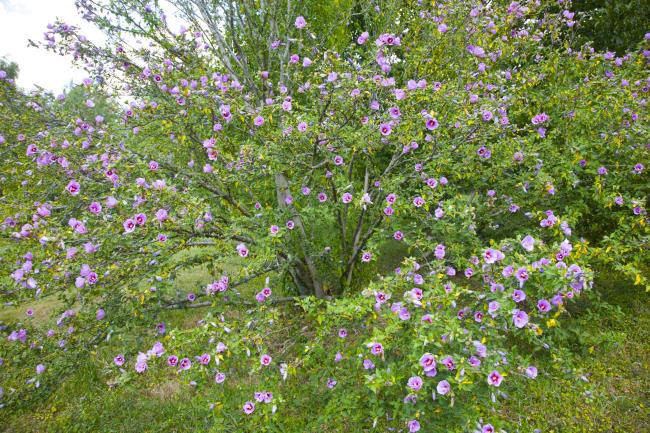 Pink/purple petals of hibiscus syriacus