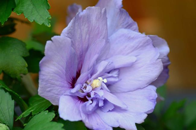 Hibiscus syriacus 'Lavender Chiffon' in bloom