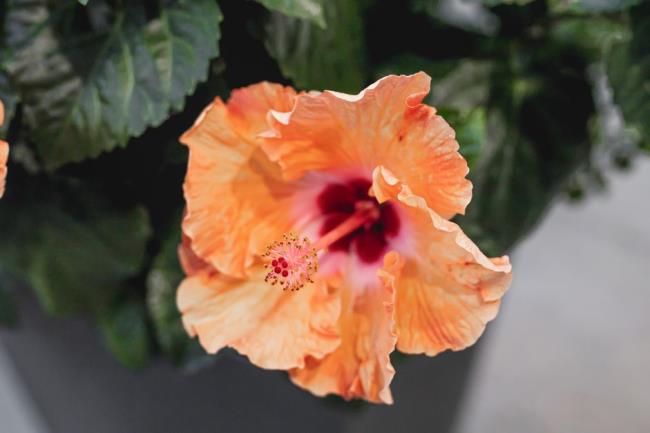 closeup of rose of sharon