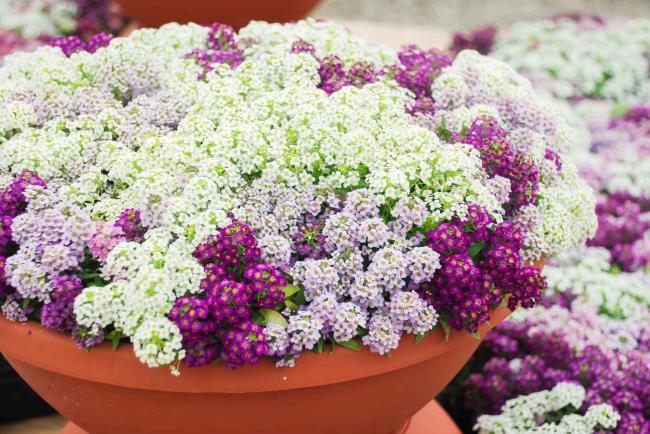 Pastel carpet sweet alyssum