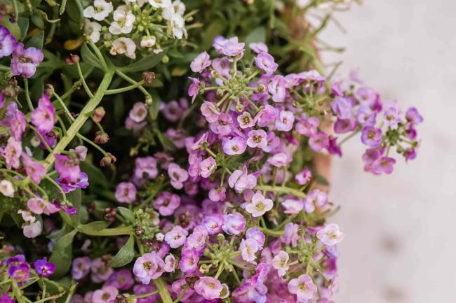 closeup of sweet alyssum