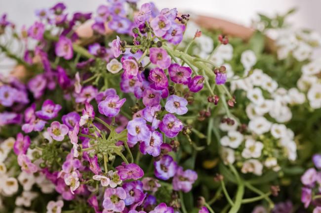 sweet alyssum