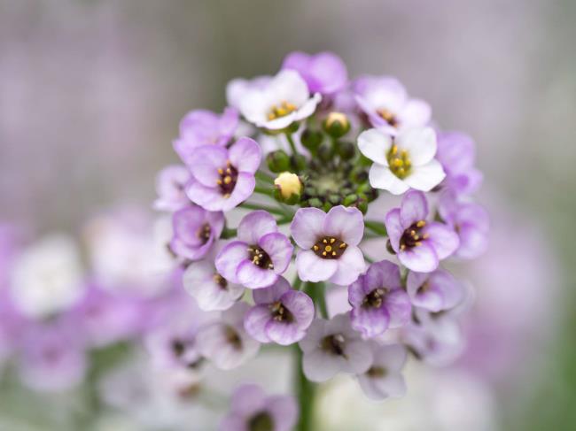 closeup of lavender colored sweet alyssum