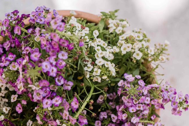 pink and white sweet alyssum