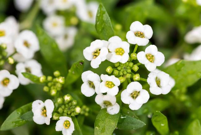 closeup of white sweet alyssum