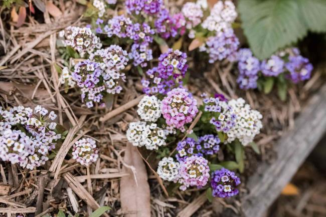 new sweet alyssum blooms