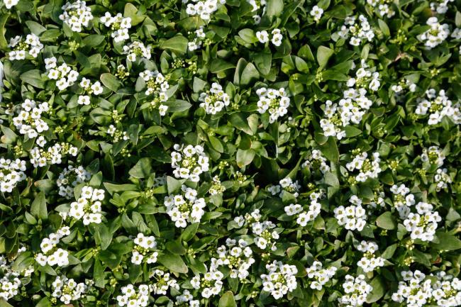 Easter Bo<em></em>nnet Sweet Alyssum