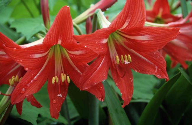 Amaryllis Flowers