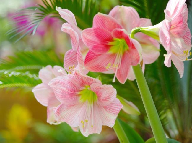 Amaryllis flower